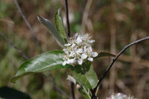 Aronia arbutifolia #26